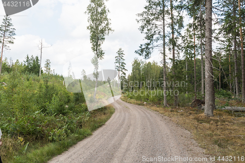 Image of Winding forest dirt road