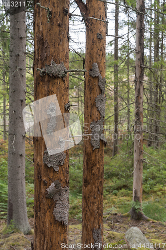 Image of Damaged spruce trees