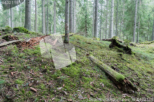 Image of Old mossy forest ground