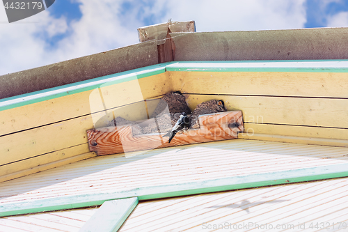 Image of Swallows Grow Chicks In Nests Under The Roof Of A Village House