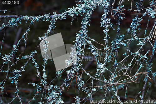 Image of Natural Forest Background With Blue Lichen On Tree Branches