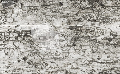 Image of Tracks of Bark Beetles On An Old Monochrome Wooden Background