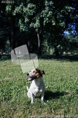 Image of Funny dog sitting in park