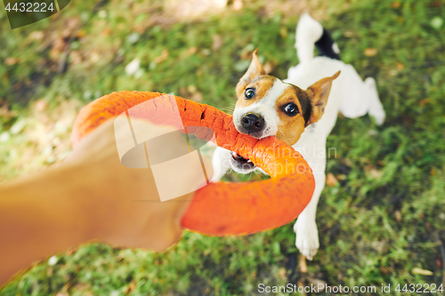 Image of Crop hand playing with dog