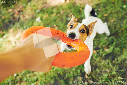 Image of Crop hand playing with dog