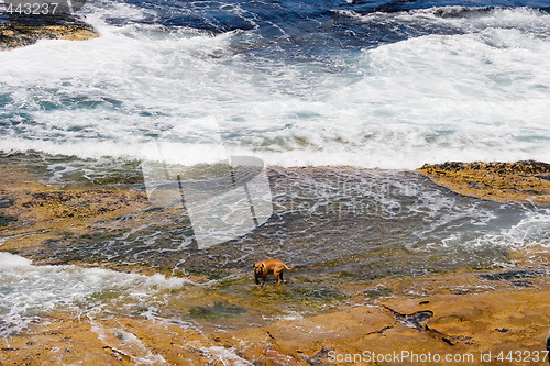 Image of Dog on the Rocks