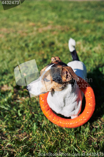 Image of Adorable dog with toy on grass