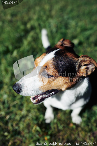 Image of Funny dog sitting in park