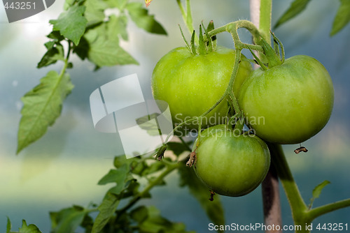 Image of Tomatoes On The Vine