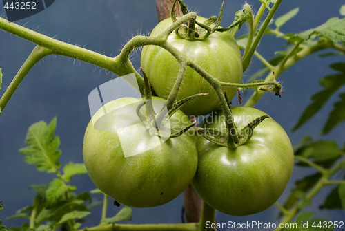 Image of Tomatoes On The Vine