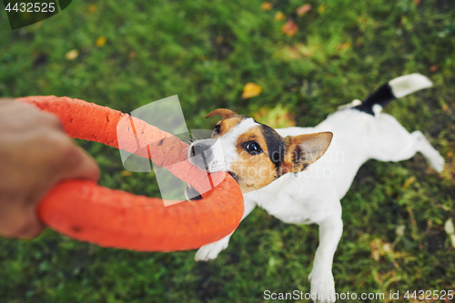 Image of Crop hand playing with dog