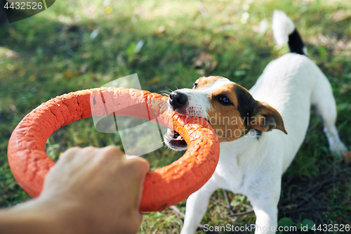 Image of Crop hand playing with dog