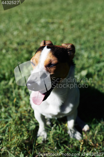 Image of Funny dog sitting in park