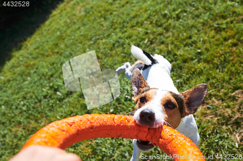 Image of Crop hand playing with dog