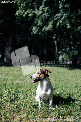 Image of Funny dog sitting in park