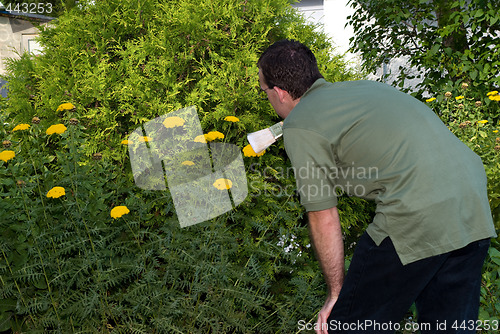 Image of Gardener Cleaning His Flowers