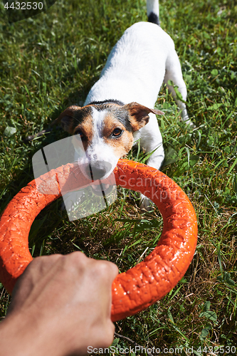 Image of Crop hand playing with dog