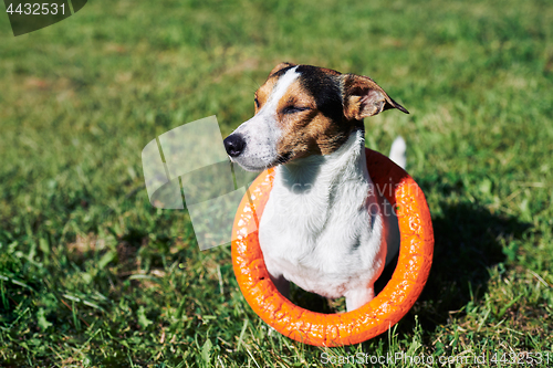 Image of Adorable dog with toy on grass