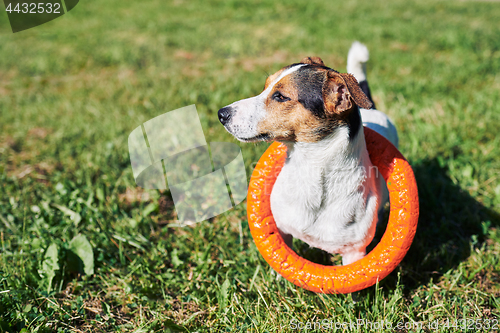 Image of Adorable dog with toy on grass