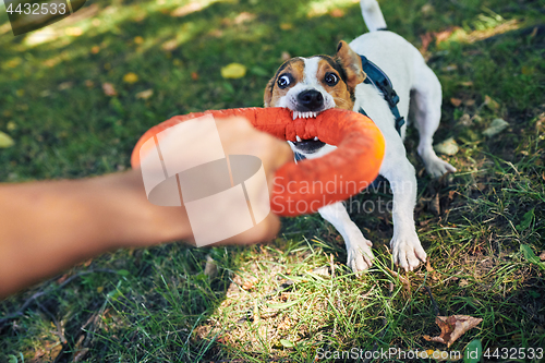 Image of Crop hand playing with dog