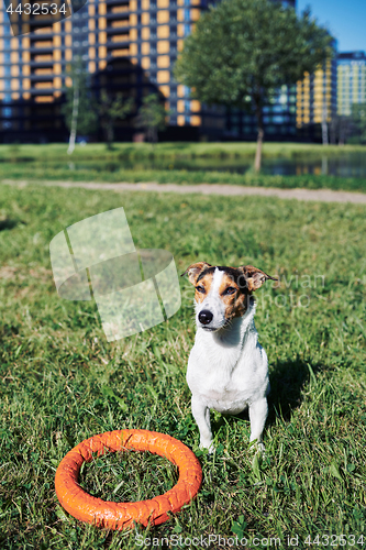 Image of Adorable dog with toy on grass