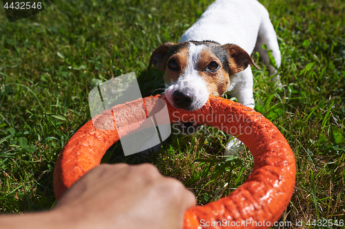 Image of Crop hand playing with dog