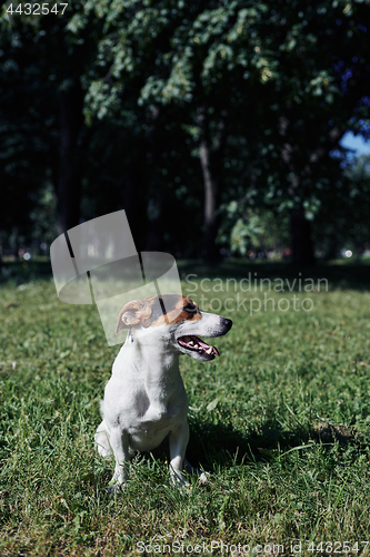 Image of Funny dog sitting in park