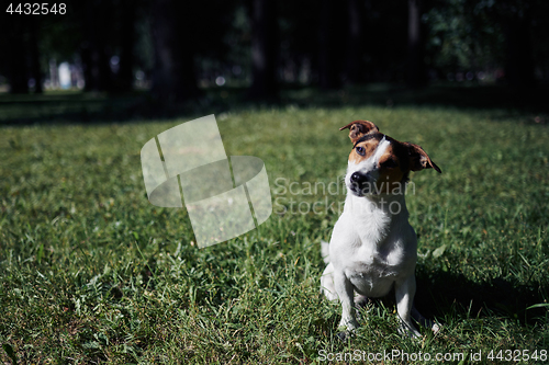 Image of Cute dog sitting on lawn