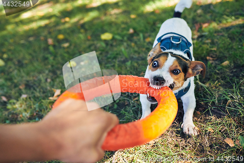 Image of Crop hand playing with dog