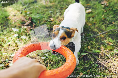 Image of Crop hand playing with dog