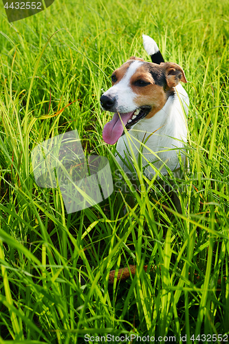 Image of Adorable dog heavily breathing on grass