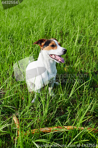 Image of Adorable dog heavily breathing on grass