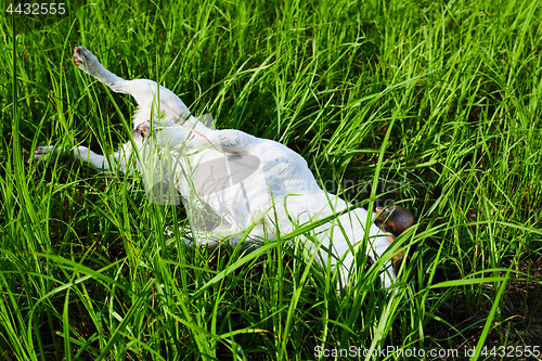 Image of Cute dog lying on grass