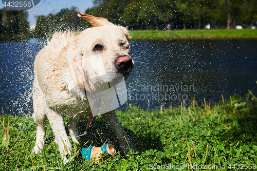 Image of Funny dog shaking off water