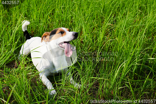 Image of Cute dog lying on grass