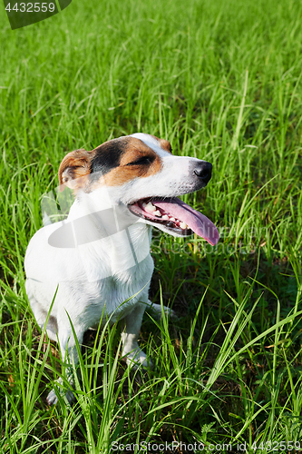 Image of Adorable dog heavily breathing on grass