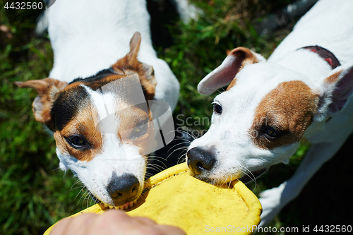 Image of Jack russells fight over toy
