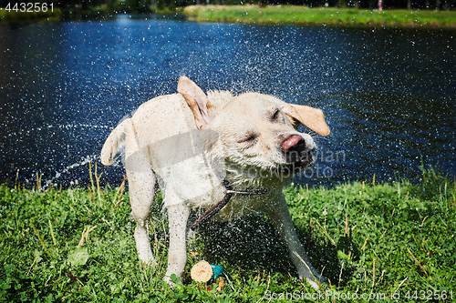 Image of Funny dog shaking off water