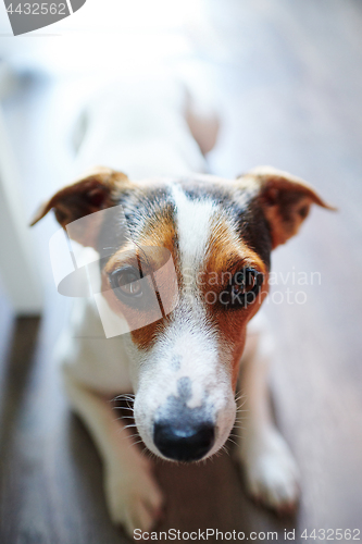 Image of Loyal dog lying on floor