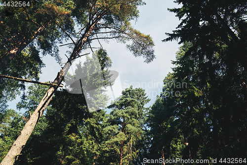 Image of Crowns of trees and sky