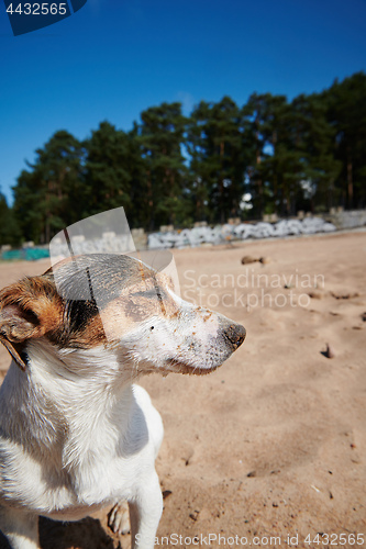 Image of Funny dog on sandy beach