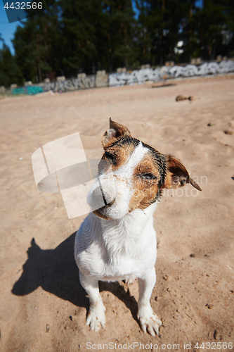 Image of Funny dog on sandy beach