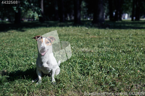 Image of Funny dog sitting in park