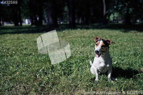 Image of Cute dog sitting on lawn