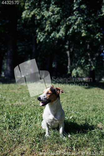 Image of Funny dog sitting in park