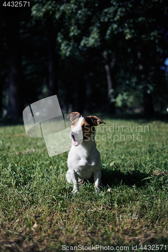 Image of Cute dog sitting on lawn