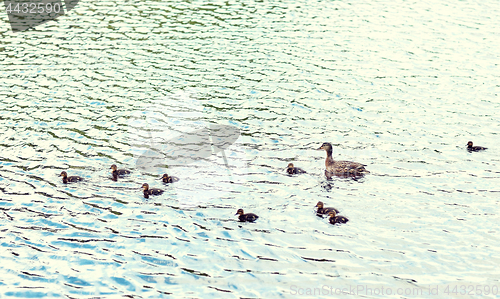Image of duck with ducklings swimming in lake or river
