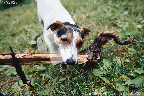 Image of Cute dog retrieving branch