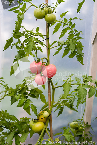 Image of Fresh Tomatoes
