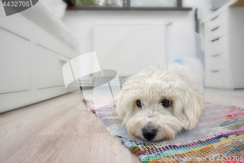 Image of Maltese dog with plastic elizabethan (buster) collar